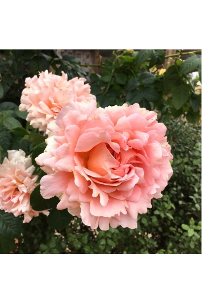 Троянда Полька – пишний кущ із чарівними квітами.